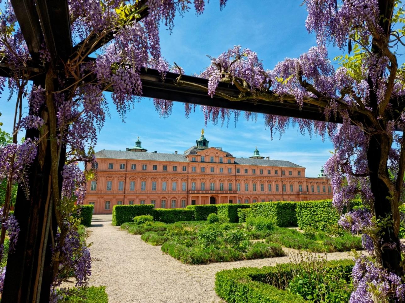 Blühender Blauregen im Schlossgarten in Rastatt. Foto: Isabelle Joyon Blühender Blauregen im Schlossgarten in Rastatt