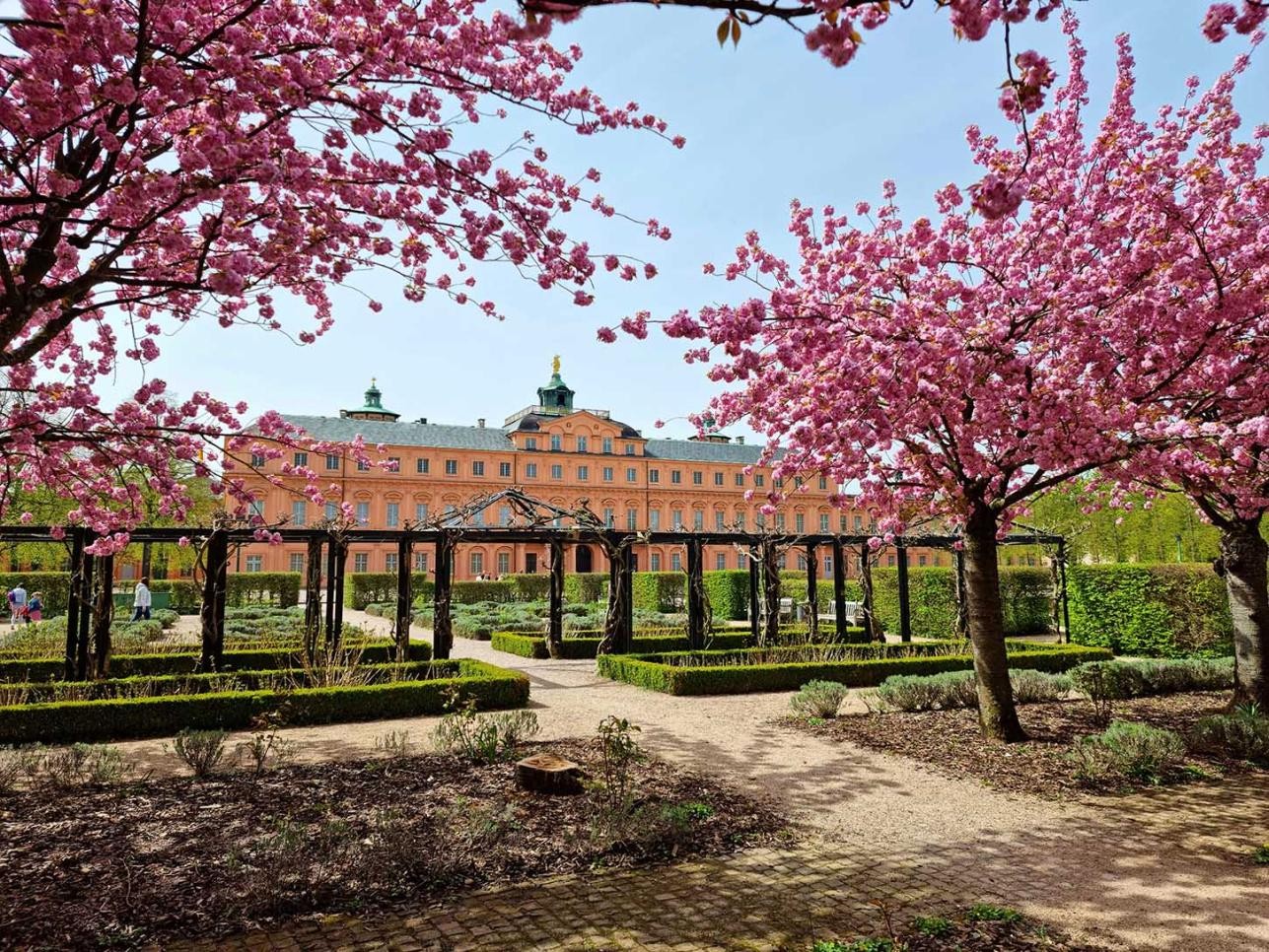 Cerisiers ornementaux à fleurs roses dans le jardin du château de Rastatt