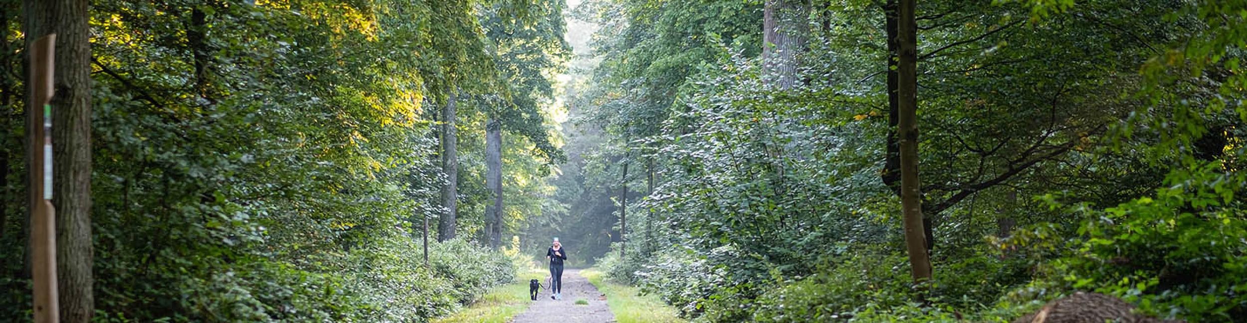 Ötigheimer Wald. Foto: Oliver Hurst Öitgheimer Wald mit Spaziergängerin und Hund