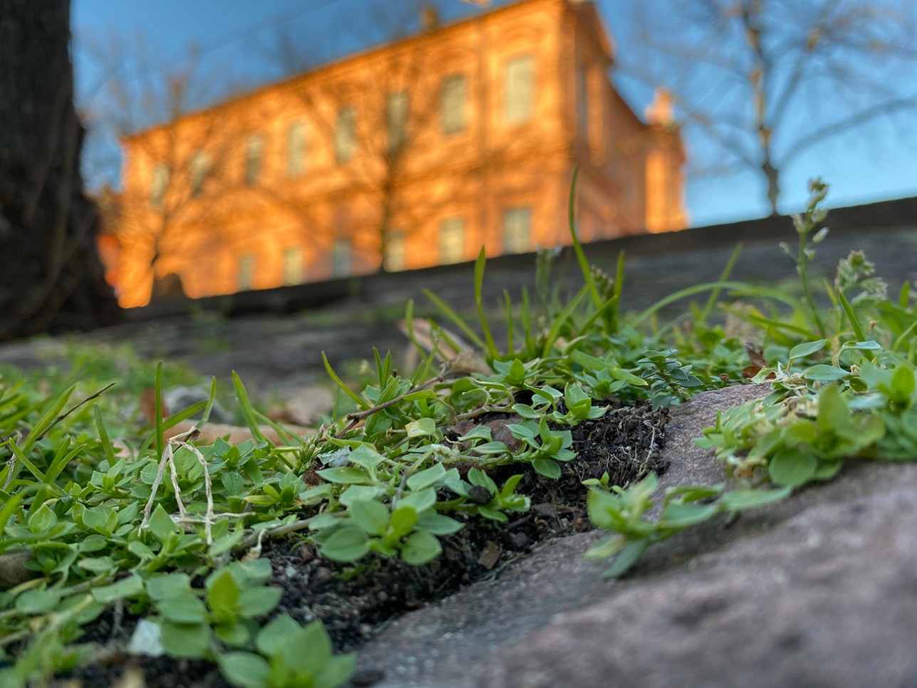 Wildkräuter vor dem Schloss Rastatt