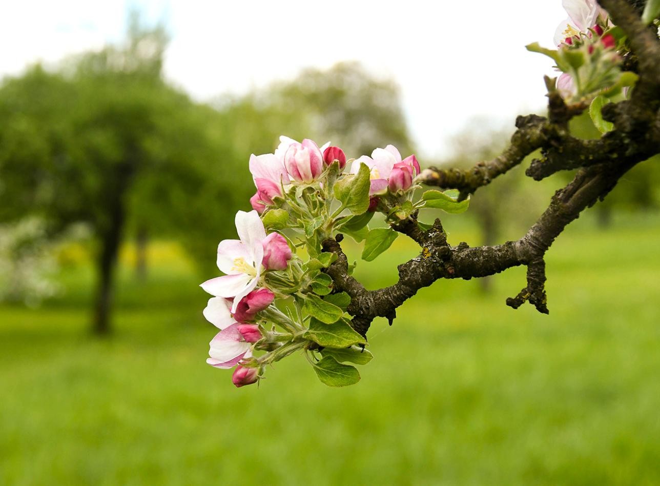 Streuobstwiese in Rastatt. Foto: Stefan Lott Streuobstwiese in Rastatt