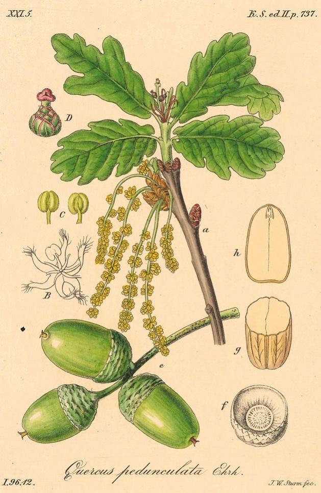 Stieleiche – Quercus pedunculata, aus: J. Sturms Flora von Deutschland in Abbildungen nach der Natur (Nürnberg 1796/97–1862), Foto: Ute Luber / Stadt Rastatt. Stieleiche – Quercus pedunculata, aus: J. Sturms Flora von Deutschland in Abbildungen nach der Natur (Nürnberg 1796/97–1862),